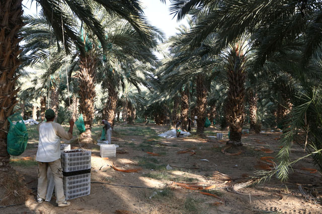 Over the past 10 years, a total of 29,000 date palm trees have been planted in the Jordan Valley (Photo by Khaled Oudat)
