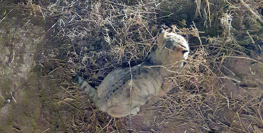 The sand cat’s sighting in Burqu is the fourth since the 1960s (Photo courtesy of Royal Society for the Conservation of Nature)