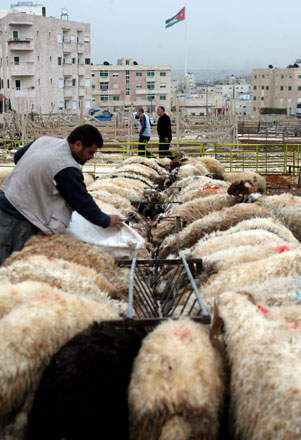The number of sheep in the Kingdom in 2016 stood at 3.261 million (File photo)