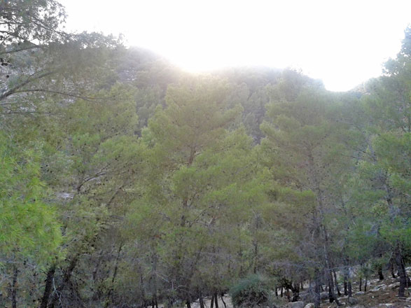 Forests in Jordan constitute less than 1 per cent of the country’s total area (Photo by Merza Noghai)