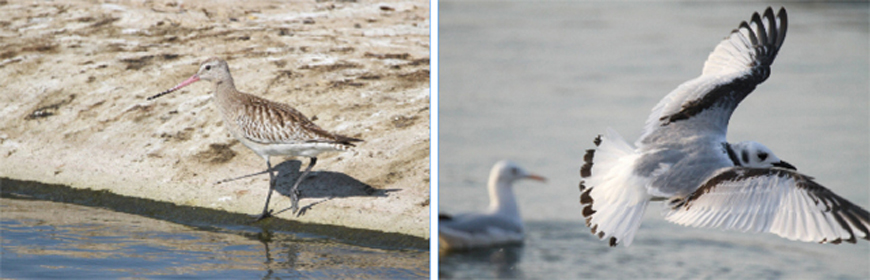 Two rare bird species, the black-legged Kittiwake  (Right) and the bar-tailed Godwit, were spotted in the Aqaba Bird Observatory (ABO) in the previous few days, according to an ABO official (Photo courtesy of the RSCN)