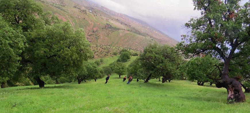 A regulation setting penalties for cutting old trees has come into effect  (Photo courtesy of Barakat Zaza)