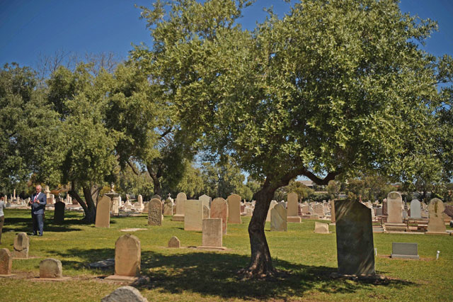 This photo taken on September 27 shows olive trees growing amongst the graves in Adelaide’s West Terrace Cemetery. From the graveside to the dinner plate, olive oil is being harvested from centuries-old trees at an Australian cemetery in a bid to shake up people’s attitudes towards death and burial sites (AFP photo)