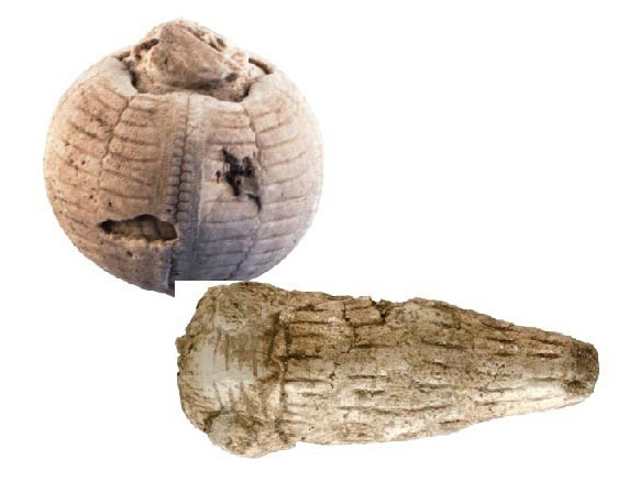 Fossil and carved animal from the Natufian site Wadi Hammeh 27 (Photo courtesy of Phillip Edwards)