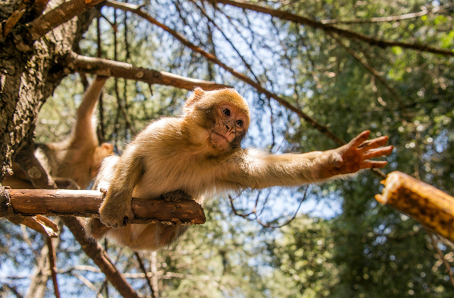 A Barbary macaque reaches for a banana in a forest near the Moroccan town of Azrou, in the Atlas mountain chain, on April 15 (AFP photo) 