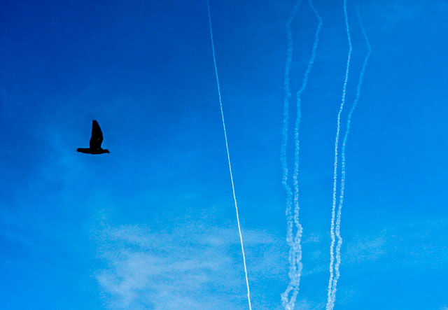 This photo taken on Monday from Gaza City shows a bird flying while behind are seen smoke trails from test rockets fired by Hamas movement which currently controls the Gaza Strip, as part of military drills (AFP photo)