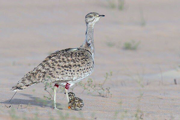The houbara bustard bird was last recorded in Jordan in the 1990s due to the destruction of its habitat and hunting (Photo courtesy of the International Fund for Houbara Conservation Facebook page)