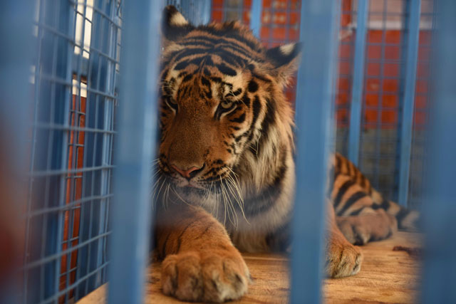 This file photo taken on July 21 shows members of a rapid response team of Four Paws transporting a tiger in Cobanbey, after it was rescued from the destroyed Magic World amusement park near Aleppo (AFP photo)