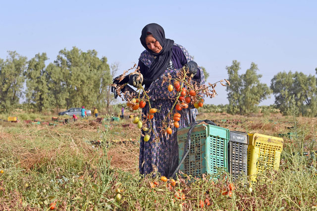 A Tunisian woman picks tomatoes in a field in Menzel Mheri on July 13,  in the governorate of Kairouan (AFP photo)