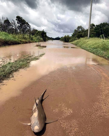 This handout photo from the Queensland Police Service taken on Thursday shows a bull shark washed up on a road near the town of Ayr (AFP photo)