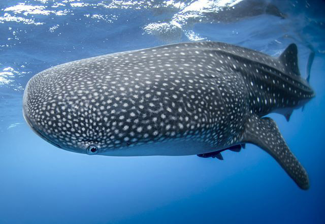 The International Union for the Conservation of Nature’s Red List of Threatened Species categorises the whale shark as an endangered species (Photo courtesy of the National Geographic website)