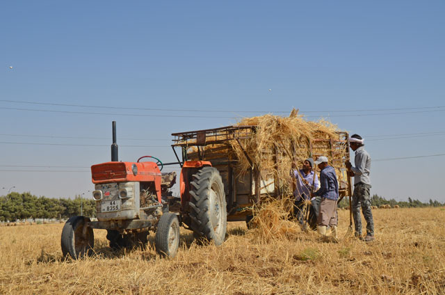 The Ministry of Industry, Trade and Supply floated a tender to buy 120,000 metric tonnes of wheat from various origins (Petra photo)