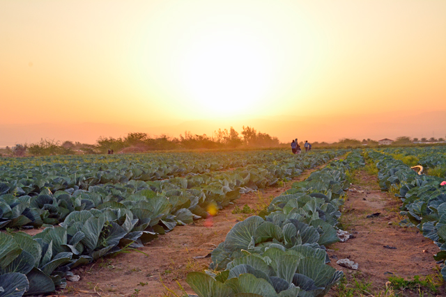Official figures indicated that a total of 3,600 farmers benefitted from the Agricultural Credit Corporation’s loans since the start of the year (Photo by Amjad Ghsoun)