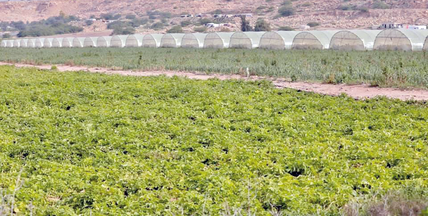 The Department of Statistics (DoS) annual report issued on Tuesday says that the agricultural producer price index rose by 9.9 per cent in 2024, reaching 109.4 points compared with 99.5 points in 2023 (JT file)