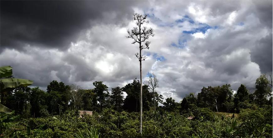 Papua New Guinea will 'immediately' lift a ban on forest carbon credit schemes, the Pacific nation's climate minister said, opening up its vast wilderness to offset global emissions (AFP photo)
