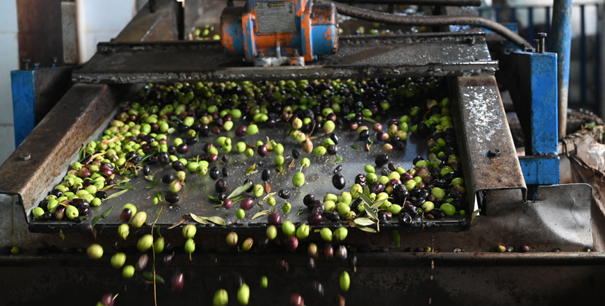 Around 10 per cent of olives have been picked since the start of the harvest season in mid-October, according to sector representatives (Photo by Amjad Ghsoun)