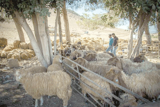 According to the Livestock Breeders Association, Jordan exported around 600,000 sheep to the GCC countries in 2022 (File photo)