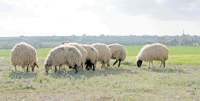 The Kingdom has exported around 450,000 sheep to Gulf Cooperation Council countries since the beginning of the year, according to head of the Livestock Breeders Association Zaal Kawalit  (File photo)