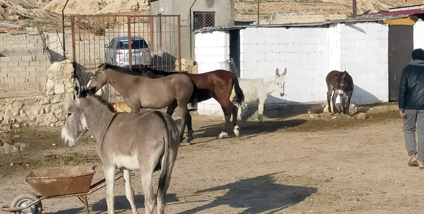 A view of PETA veterinary clinic in Petra, some 220 kilometres south of Amman (Photo courtesy of PETA Asia)
