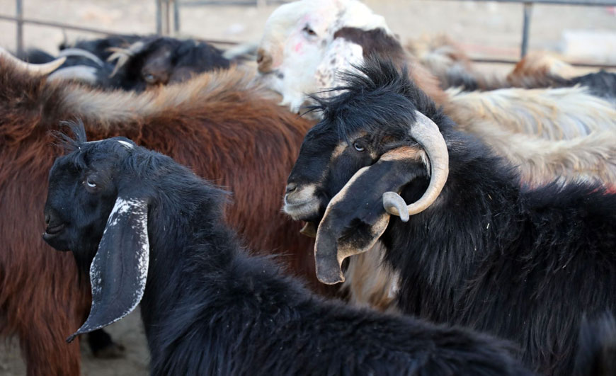 Sacrificial animals are seen at a livestock market in Amman’s Shafa Badran neighbourhood in this recent photo  (Photo by Osama Aqarbeh)