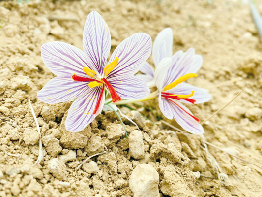 Bisher Thneebat, a 27-year-old university student, started the first wild saffron harvesting project in Jordan (Photo courtesy of Bisher Thneebat)