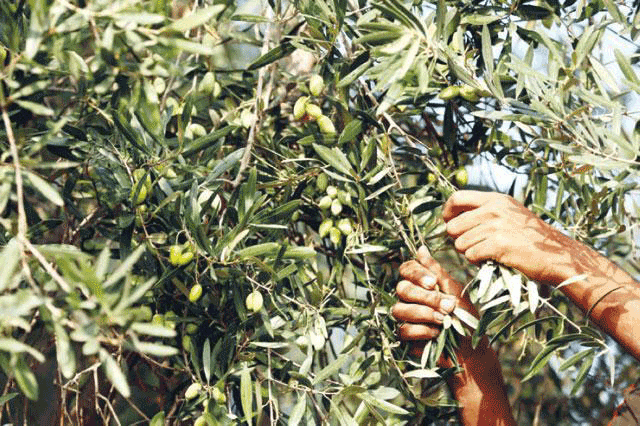 Although Jordan is among the top 10 olive producing countries in the world, farmers are claiming that extreme weather conditions are affecting olive produce (Al Rai Photo)