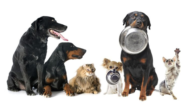 The Legislation and Opinion Bureau issued a by-law aiming to control the licensing and supervision of dogs in Amman on Thursday (Photo courtesy of chichisandme.com)