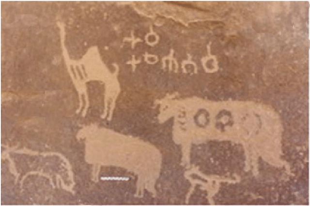 Camel and sheep with wasum, or tribal symbols, marked on their bodies seen on petroglyps  (Photo of Majeed Khan)