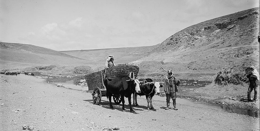 Circassian ox cart in 1900-1920 in Transjordan (Photo courtesy of Vladimir Hamed-Troyansky)