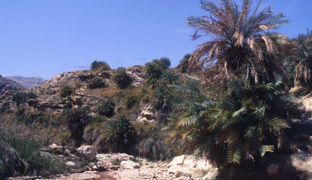 Wadi Al Hasa is a valley between Karak and Tafileh governerates, occupied from the ancient times (Photo courtesy of ACOR)