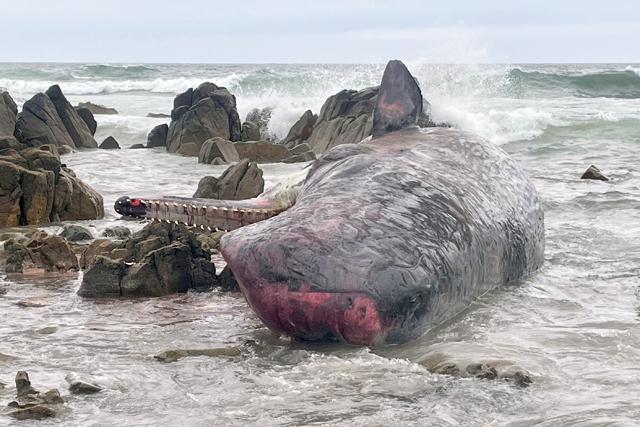 This handout photo taken on September 20, 2022 and received on September 21 from the Department of Natural Resources and Environment Tasmania shows the carcass of one of 14 sperm whales beached on King Island, off Tasmania’s north coast (AFP photo)