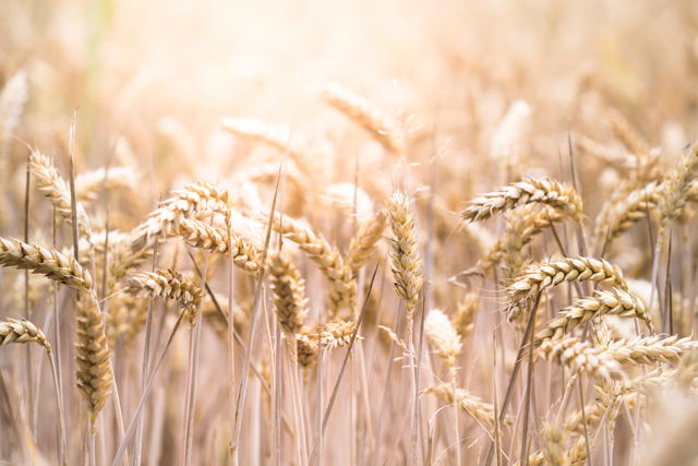 Representative image (Photo courtesy of unsplash/ Evi Radauscher)