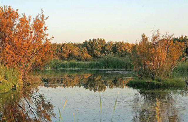 A view of Azraq Wetland reserve  (Photo courtesy of RSCN)