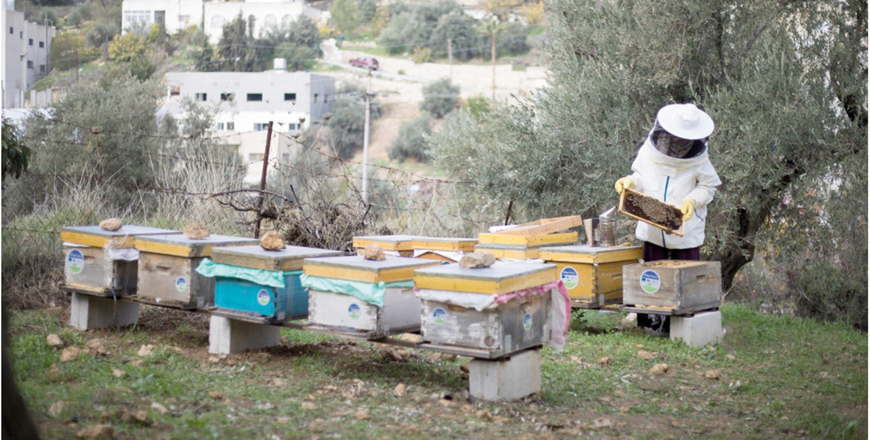 Malak Kharabsheh from Ajloun started a home-based honey production business after attending a training programme as part of a project by the Madad project (Photo courtesy of BDC)