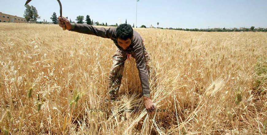 The Ministry of Agriculture on Sunday announced it had received 16,468 tonnes of locally produced wheat and 34,812 tonnes of barley fodder by the beginning of August (JT file photo)