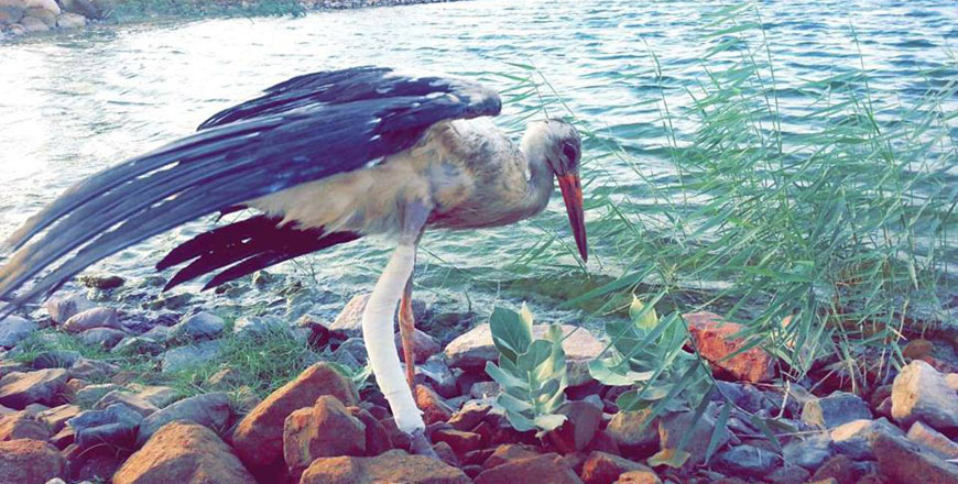 In this photo taken on October 11, an injured stork is released in Ayla Oasis, Aqaba, after it was treated for an injury (Photo courtesy of Ayla Oasis)