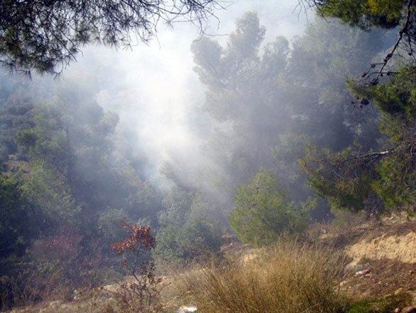 The forest in Safsafeh area between Ajloun and Jerash has been the target of several arson attacks over the years (Petra file photo)