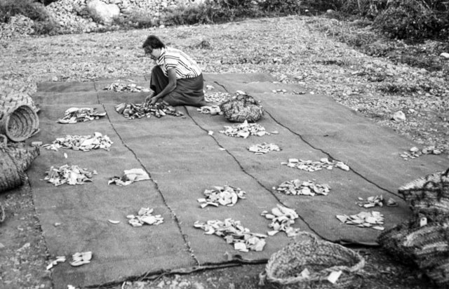 In this photograph from 1961-62, Nancy Lapp is seen sorting pottery at Iraq Al Amir (Photo courtesy of ACOR website)