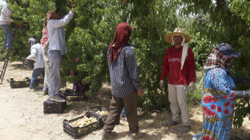 Syrian refugees work at a farm in the northern town of Sabha near Jordan's border with Syria recently (Photo courtesy of International Labour Organisation)