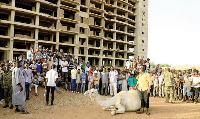 Sudanese protesters wait for a camel to be slaughtered to share its meat in front of the Defence Ministry compound in Khartoum, Sudan, on Wednesday  (Reuters photo)