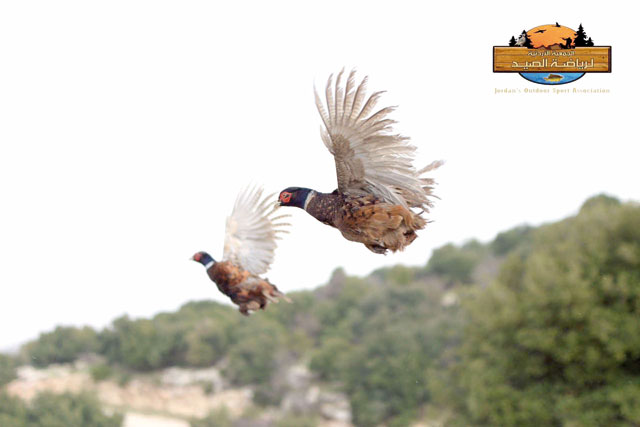 Birds are released in the wild on Friday after activists have bred hundreds of chukars and pheasants, whose numbers have been dwindling in their natural habital (Photo courtesy of Outdoor Sports Association)