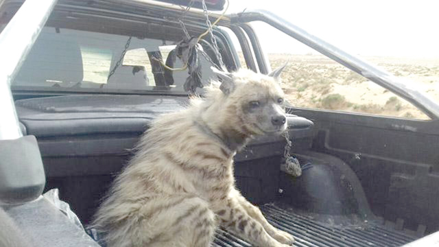 A striped hyena was confiscated in 2017, after conservationists found it kept in a residential area in Karak Governorate (File photo)