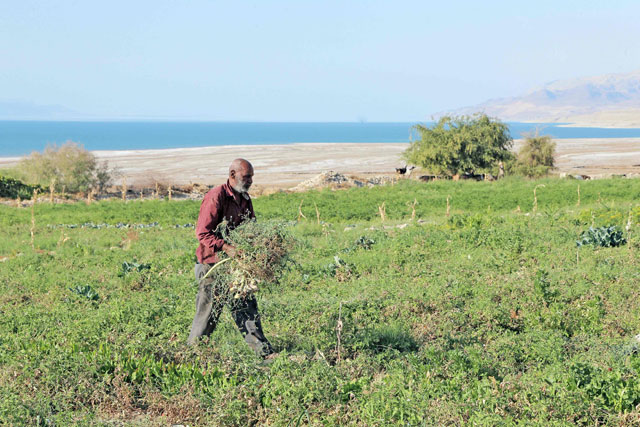 A Jordanian farmer works on his land close to the shore of the Dead Sea near the village of  Al Haditha in Jordan on March 11 (AFP photo)