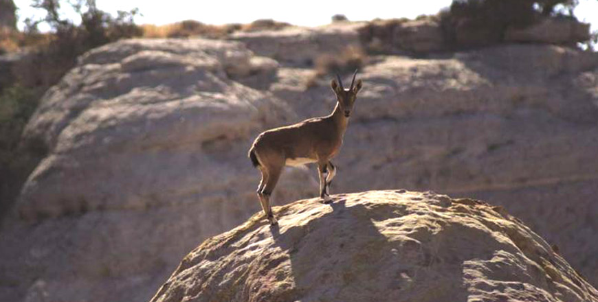 The Nubian ibex is among the animals confiscated from violators by nature inspectors in 2016 (Photo courtesy of the RSCN)