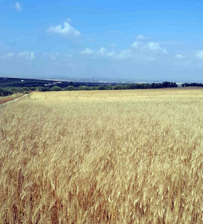 Photo taken on Tuesday shows a wheat field in the northern village of Hubras, Irbid Governorate (JT photo)