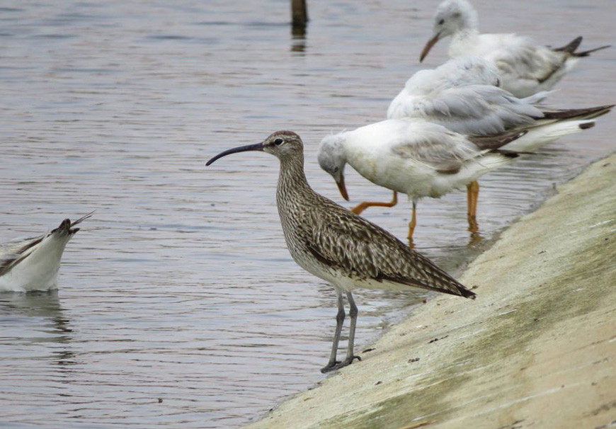 The whimbrel is among the rare birds sighted in Aqaba during the spring migration season and registered in Jordan (Photo courtesy of ABO Facebook page)