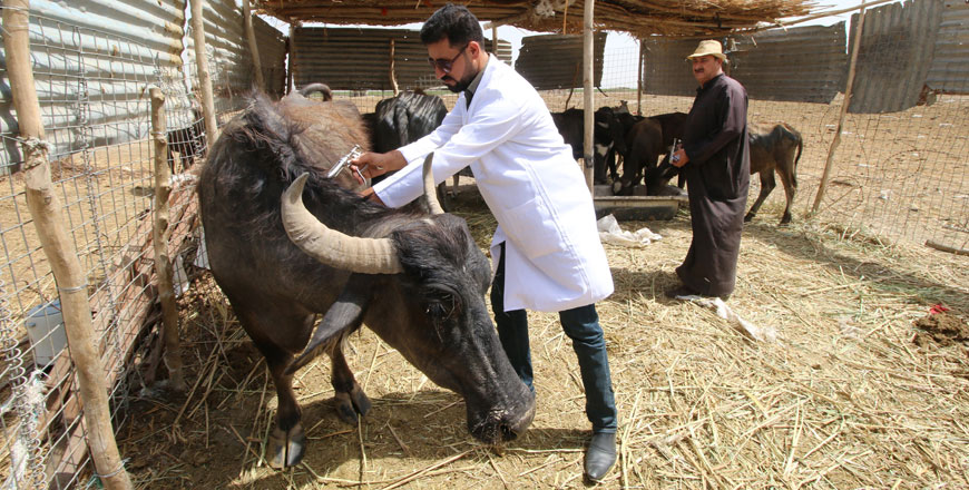 Veterinary doctors inoculate water buffalos in Iraq’s Chibayish Marshes in Nassiriya, Iraq, on June 26 (Reuters photo)