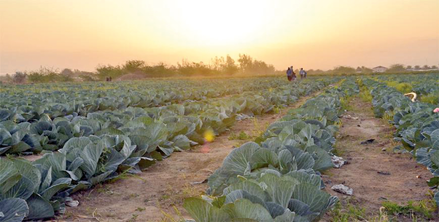 Despite their essential role in agriculture, many women working in the local sector feel neglected and unsupported (File photo)