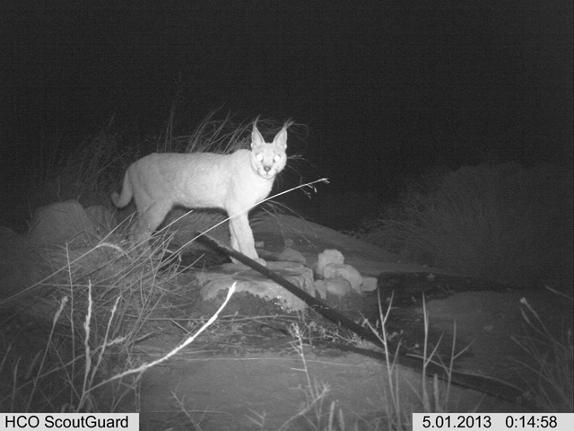 According to the RSCN, surveillance camera footages have shown the presence of wild cat species in Jordan’s natural reserves (Photo courtesy of RSCN)