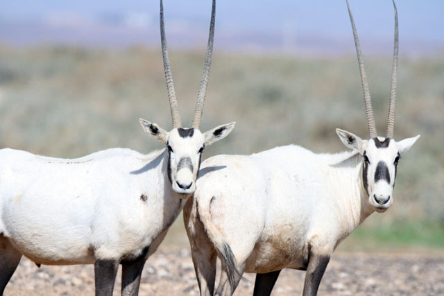 Currently, 70 Arabian Oryx inhabit Shaumari Wildlife Reserve, according to the Royal Society for the Conservation of Nature (Photo courtesy of the Royal Society for the Conservation of Nature)